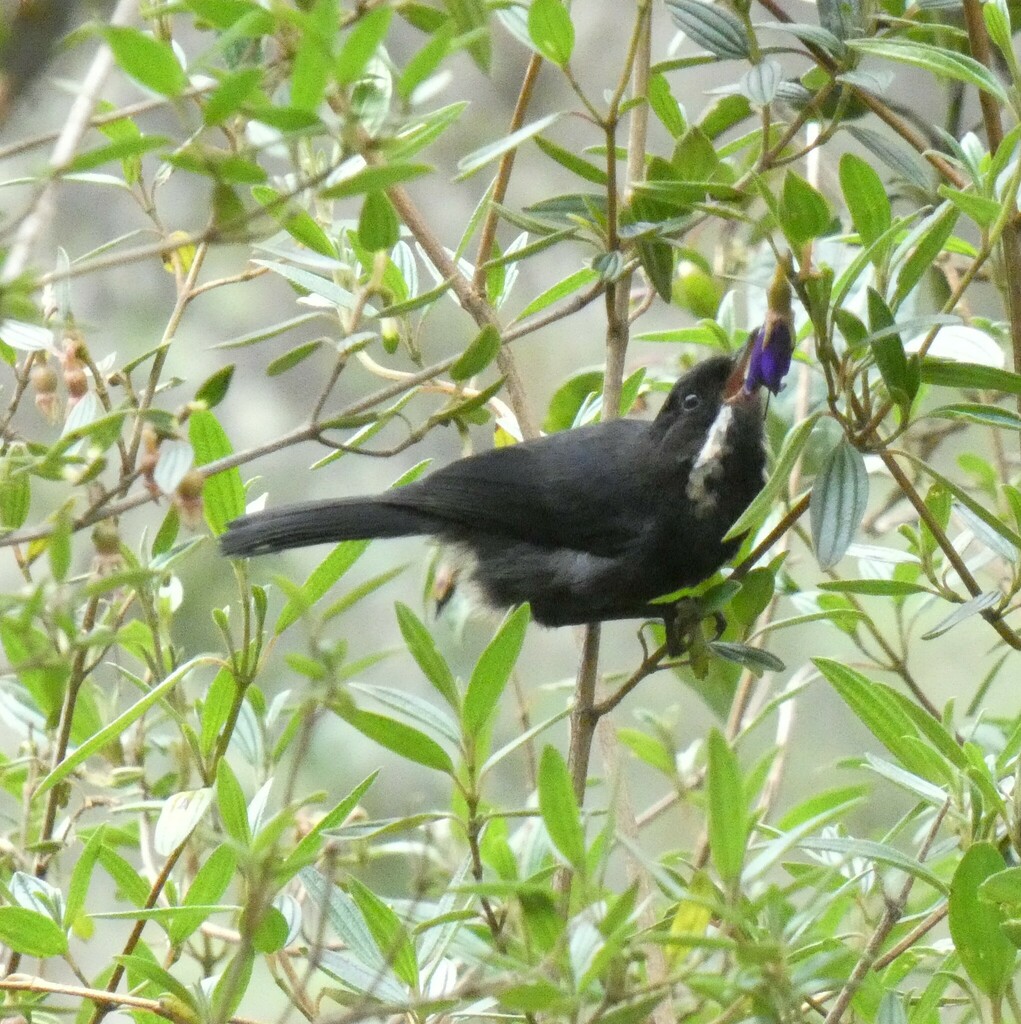 Moustached Flowerpiercer