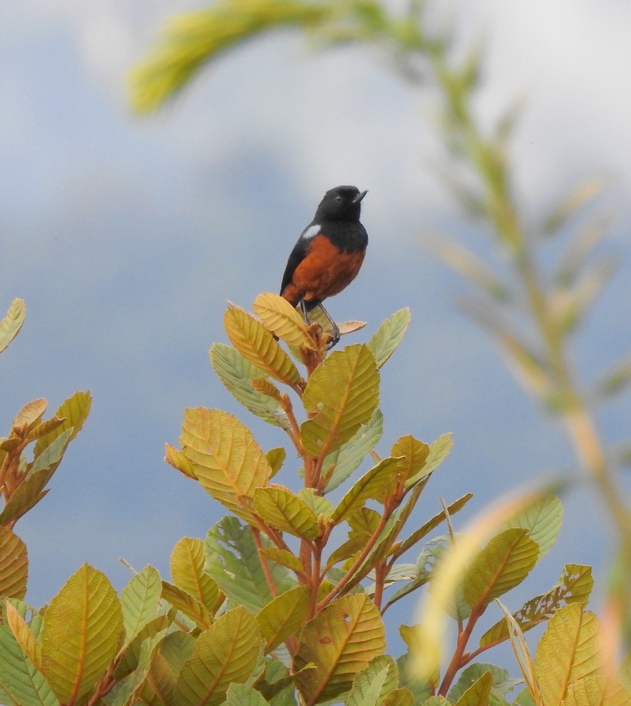 Chestnut-bellied Flowerpiercer