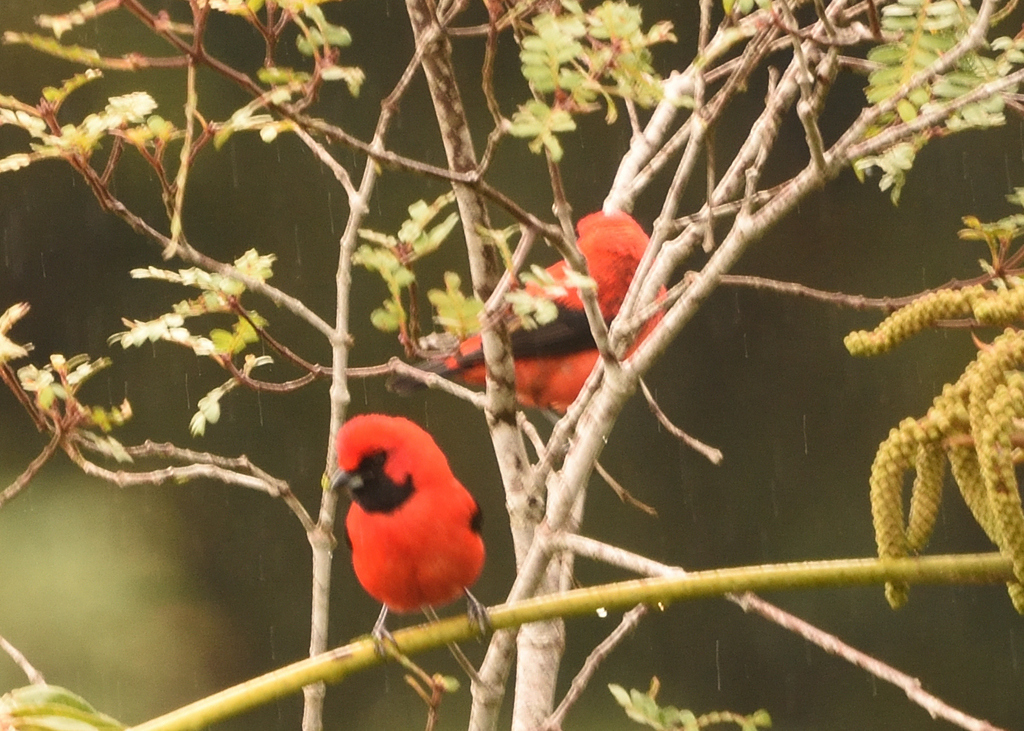 Vermilion Tanager