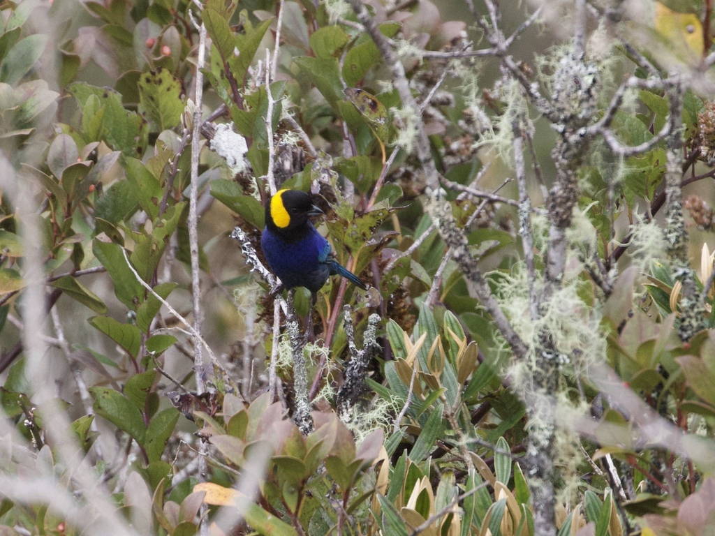 Yellow-scarfed Tanager