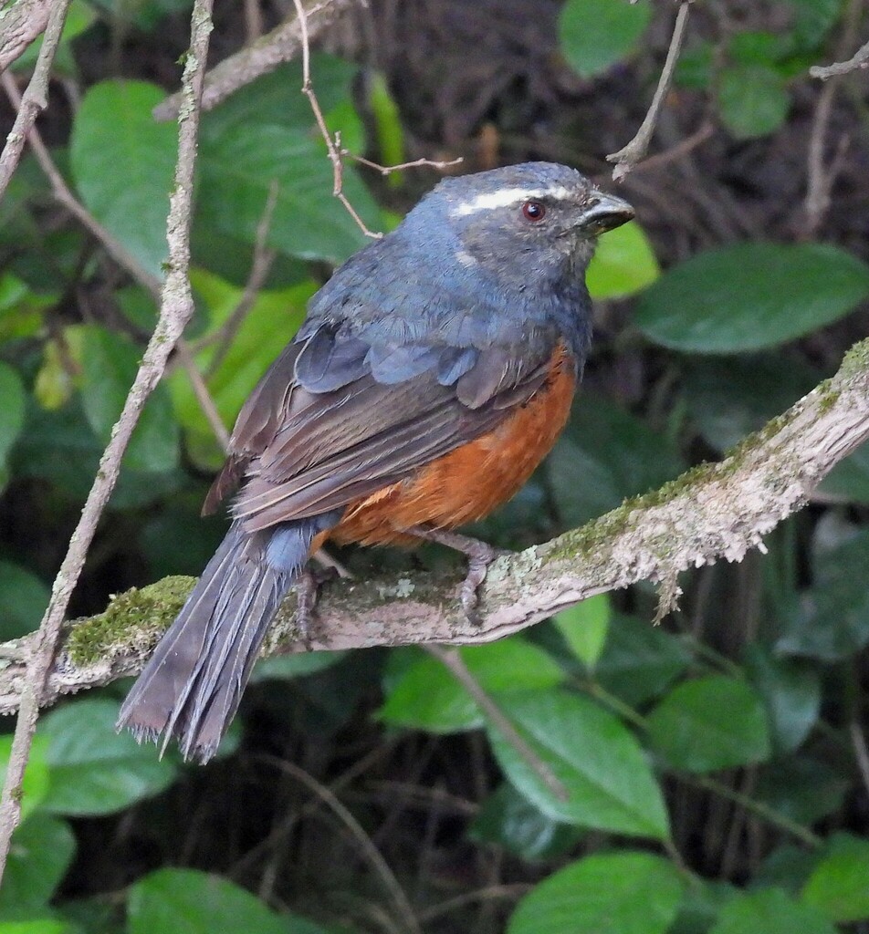 Rufous-bellied Mountain Tanager