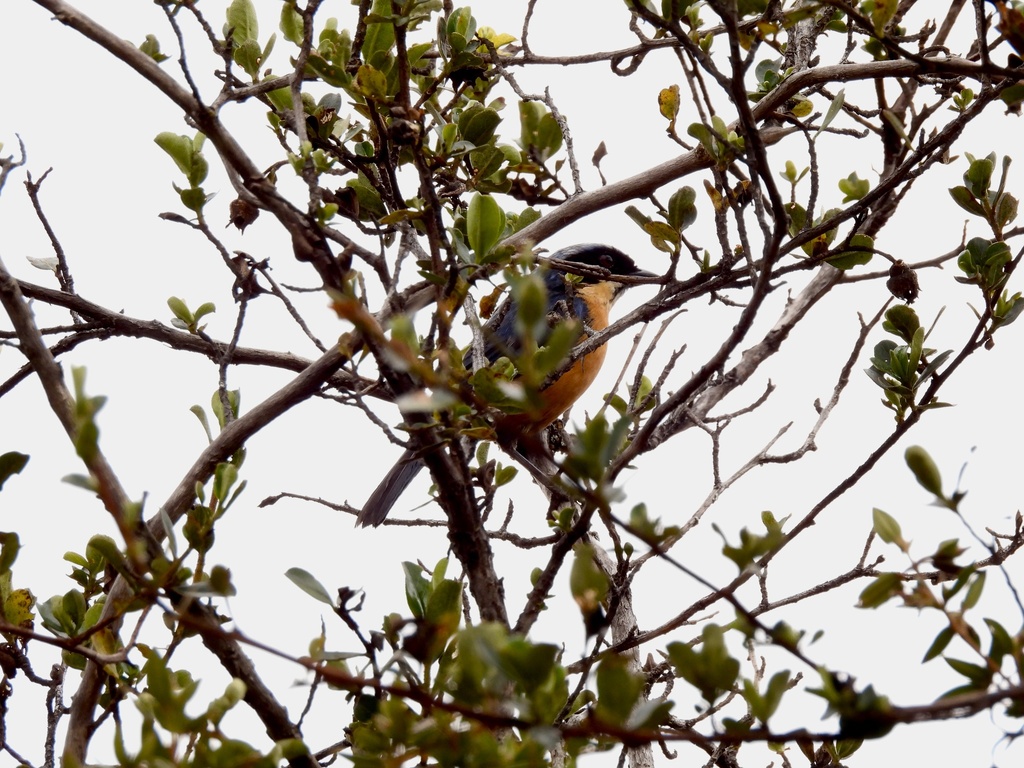 Chestnut-bellied Mountain Tanager