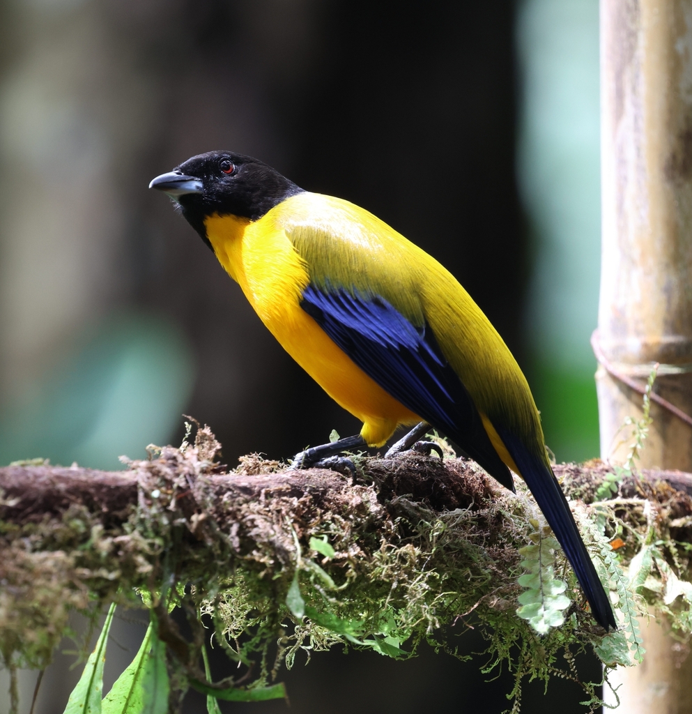 Black-chinned Mountain Tanager