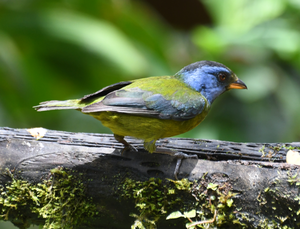 Moss-backed Tanager