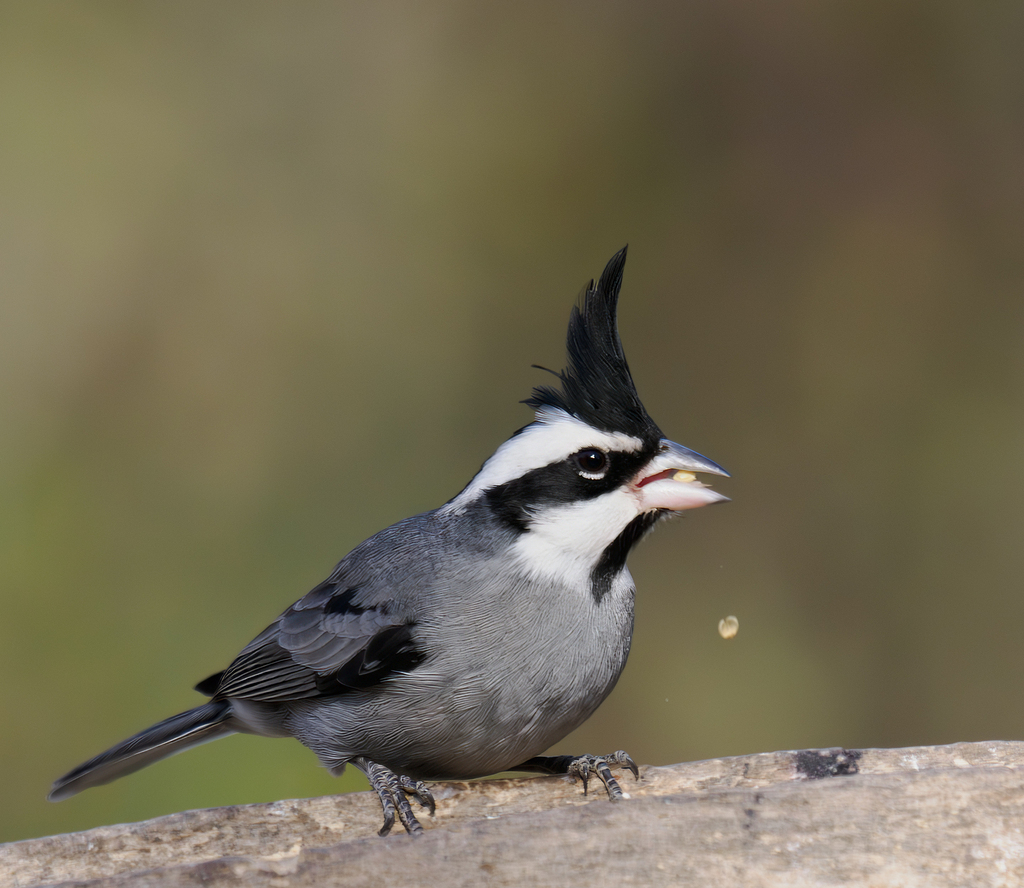 Black-crested Finch