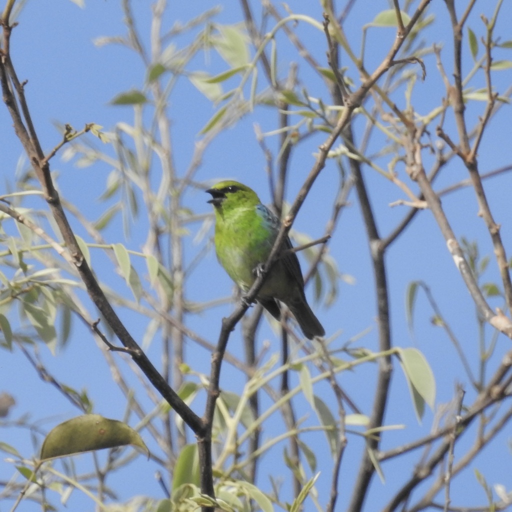 Dotted Tanager