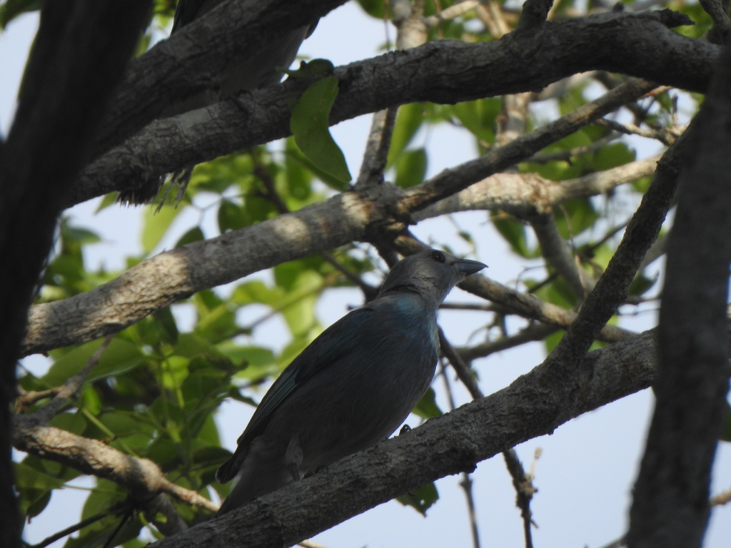 Glaucous Tanager