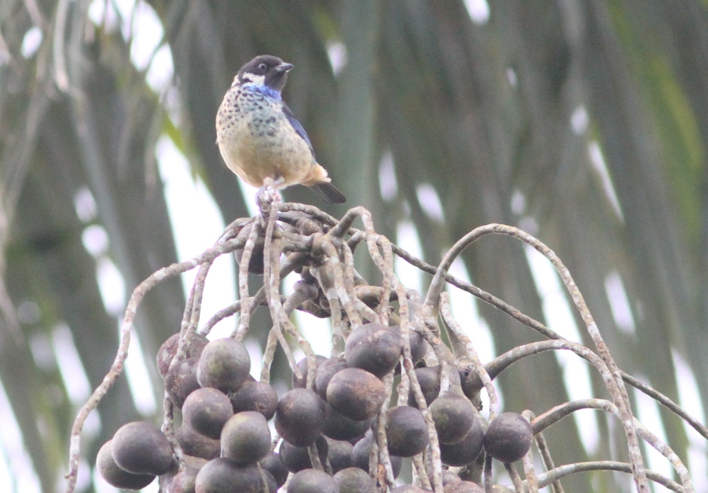 Green-naped Tanager