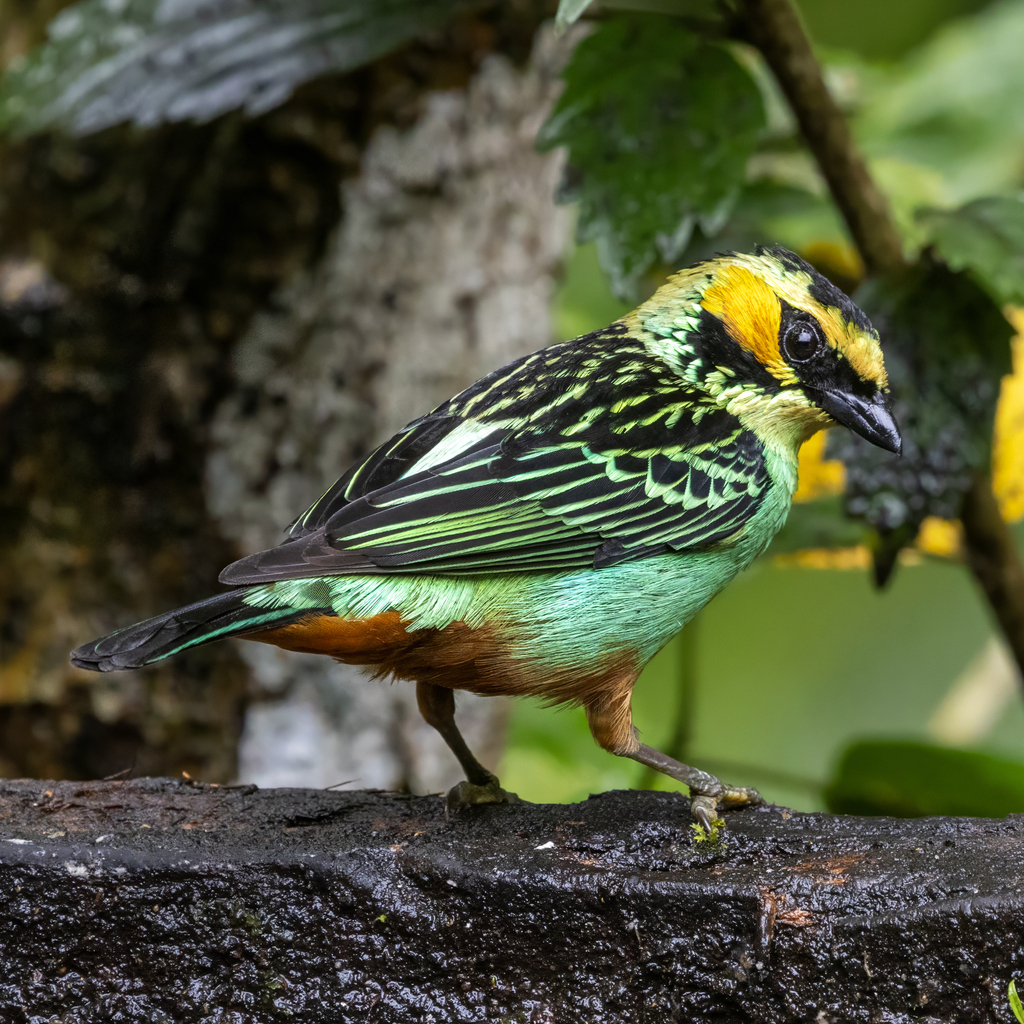 Golden-eared Tanager