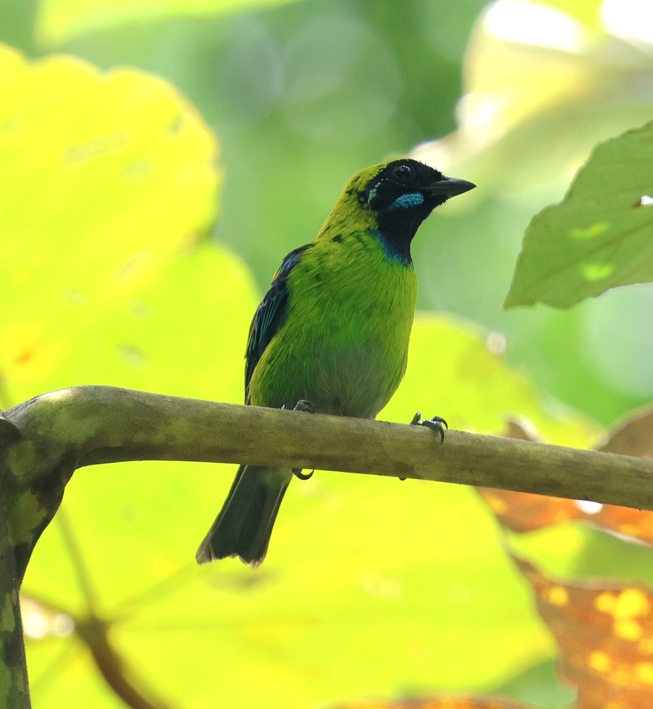 Blue-whiskered Tanager