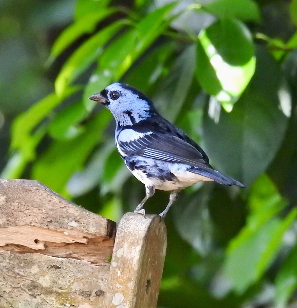 White-bellied Tanager