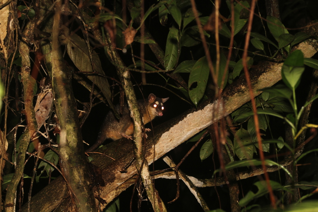 Gray Four-eyed Opossum