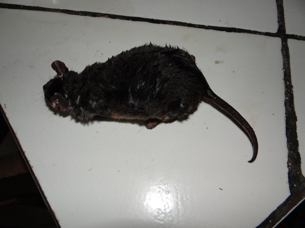 Gray Short-tailed Opossum