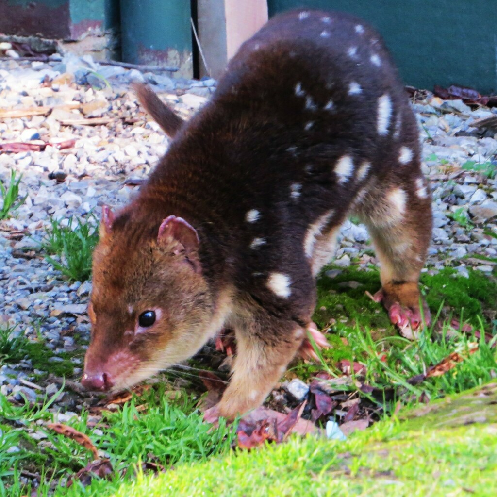 Spotted-tailed Quoll