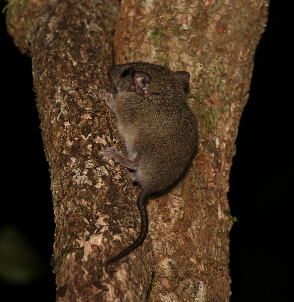 Subtropical Antechinus