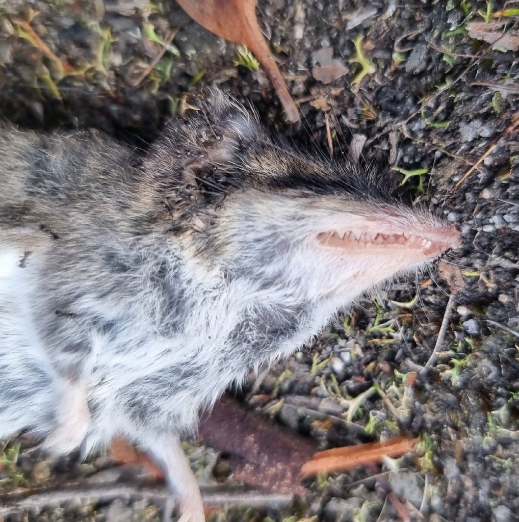 White-footed Dunnart