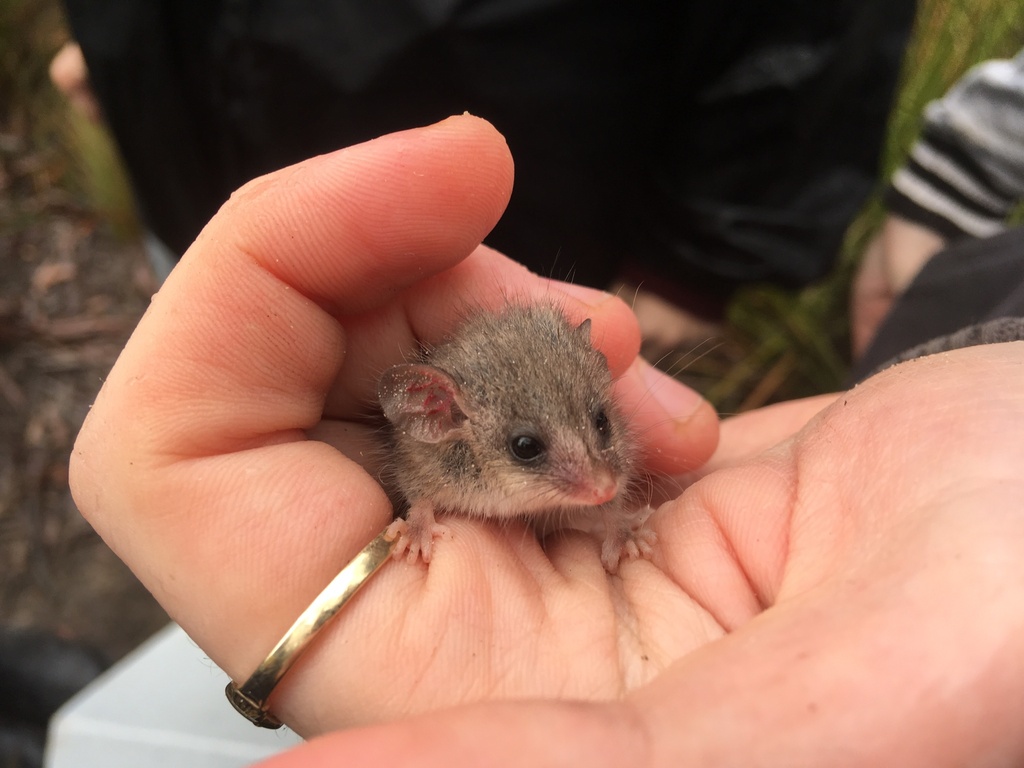 Little Pygmy Possum