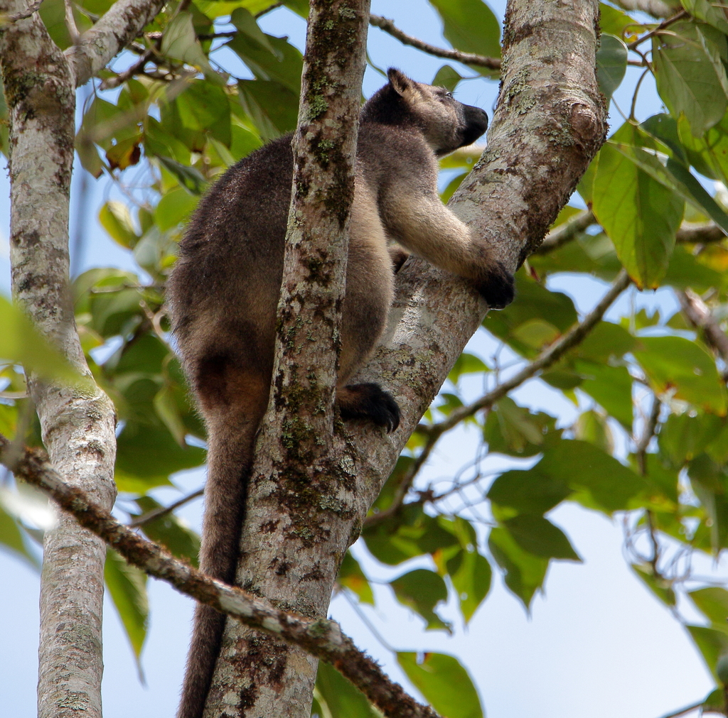 Lumholtz's Tree Kangaroo