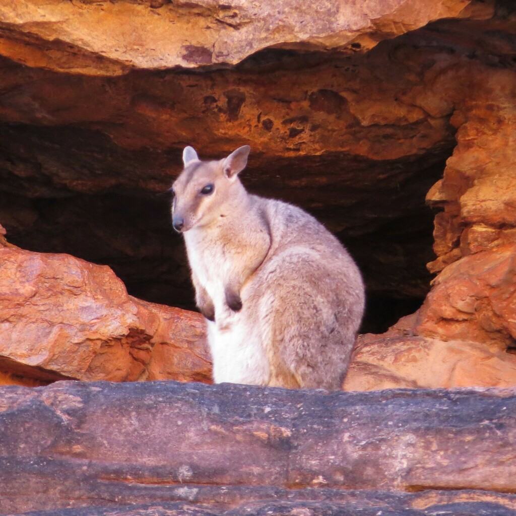 Short-eared Rock Wallaby