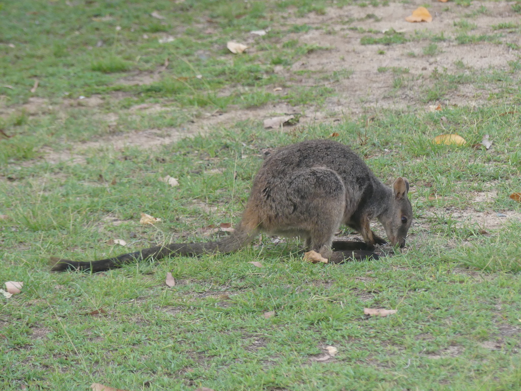 Unadorned Rock Wallaby