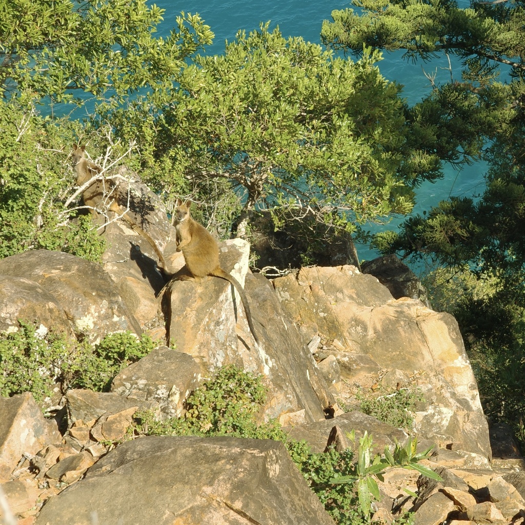 Proserpine Rock Wallaby