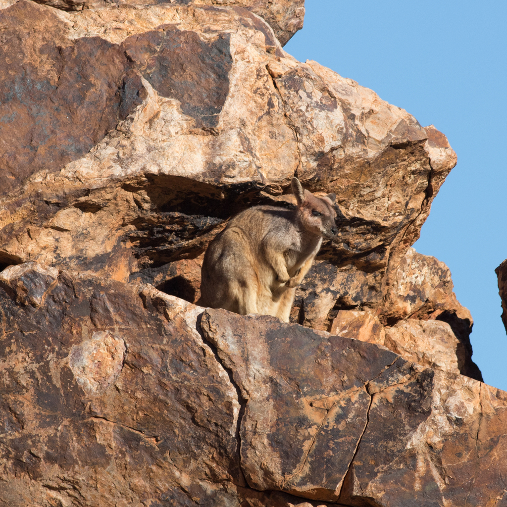 Purple-necked Rock Wallaby