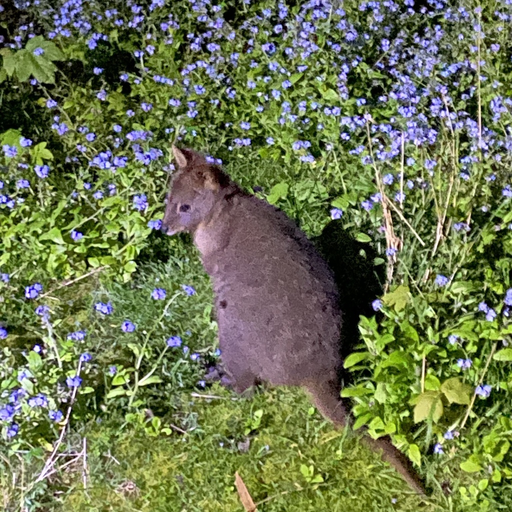 Rufous-bellied Pademelon