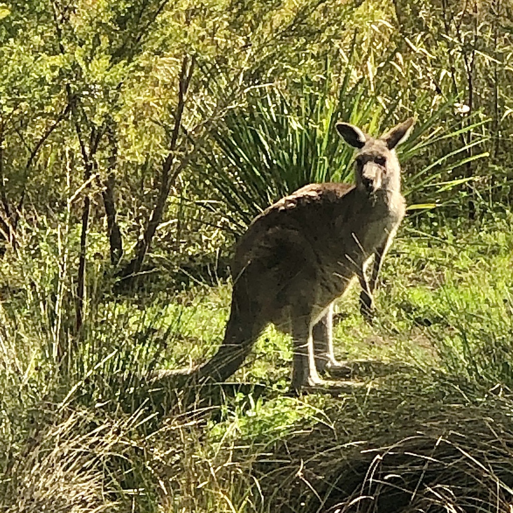 Eastern Gray Kangaroo