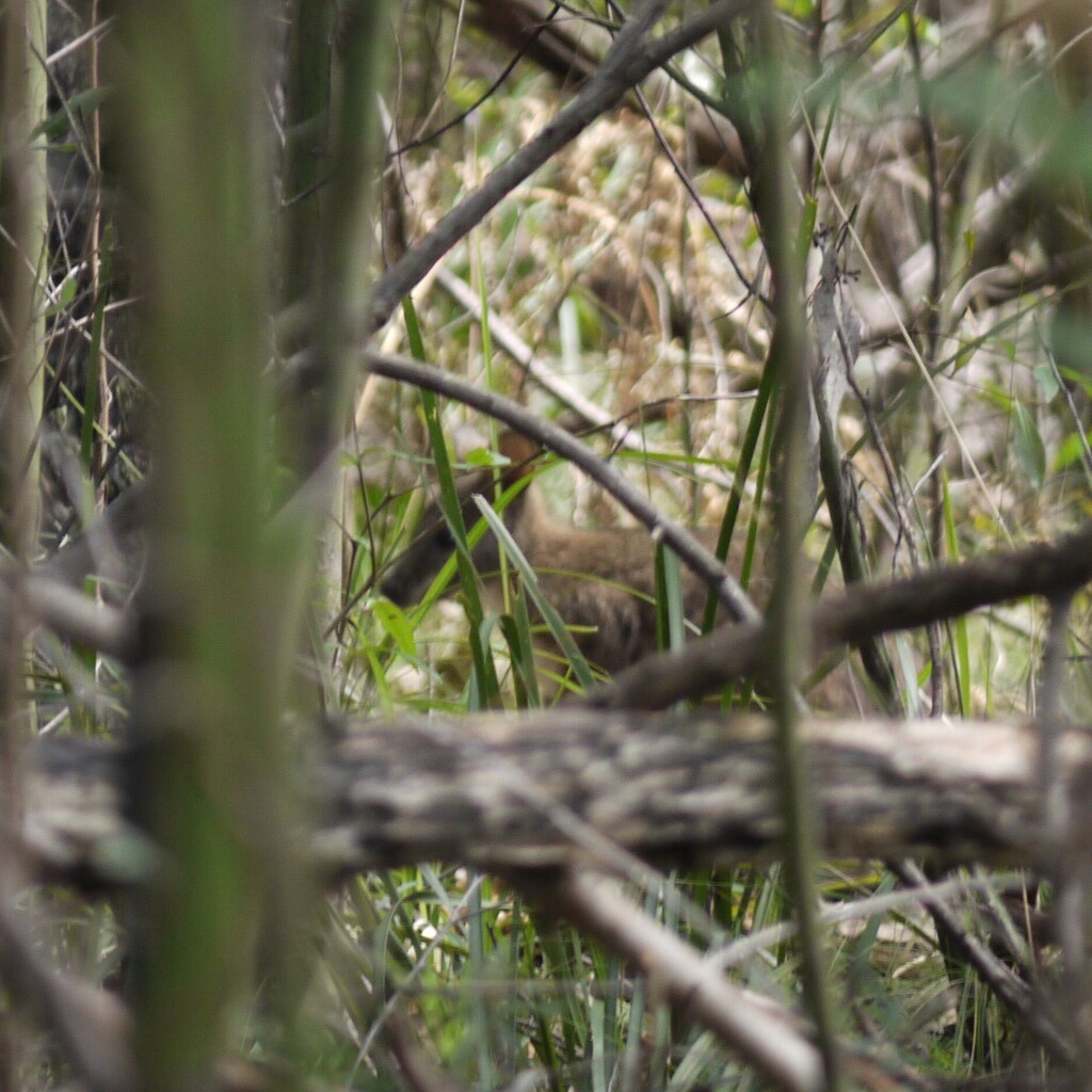 Parma Wallaby