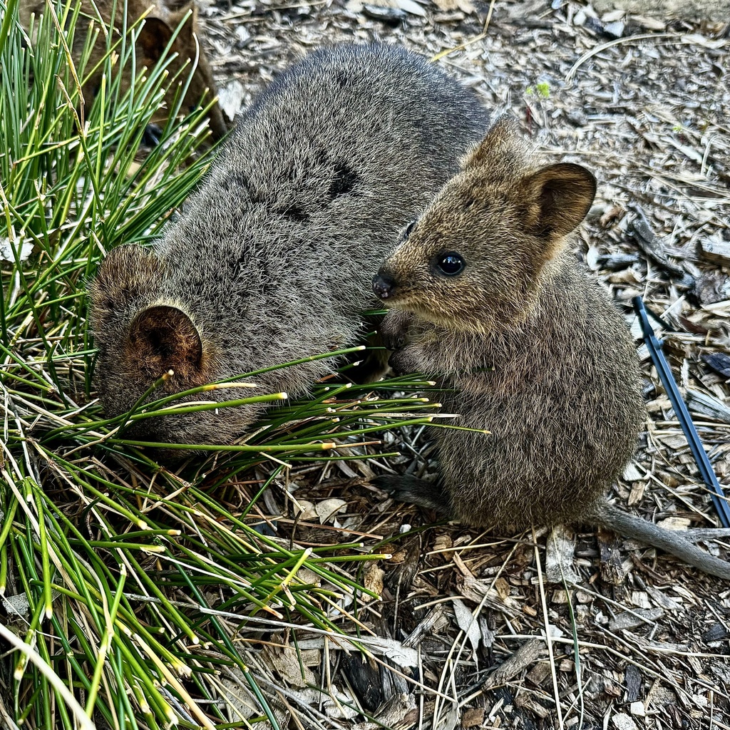 Quokka