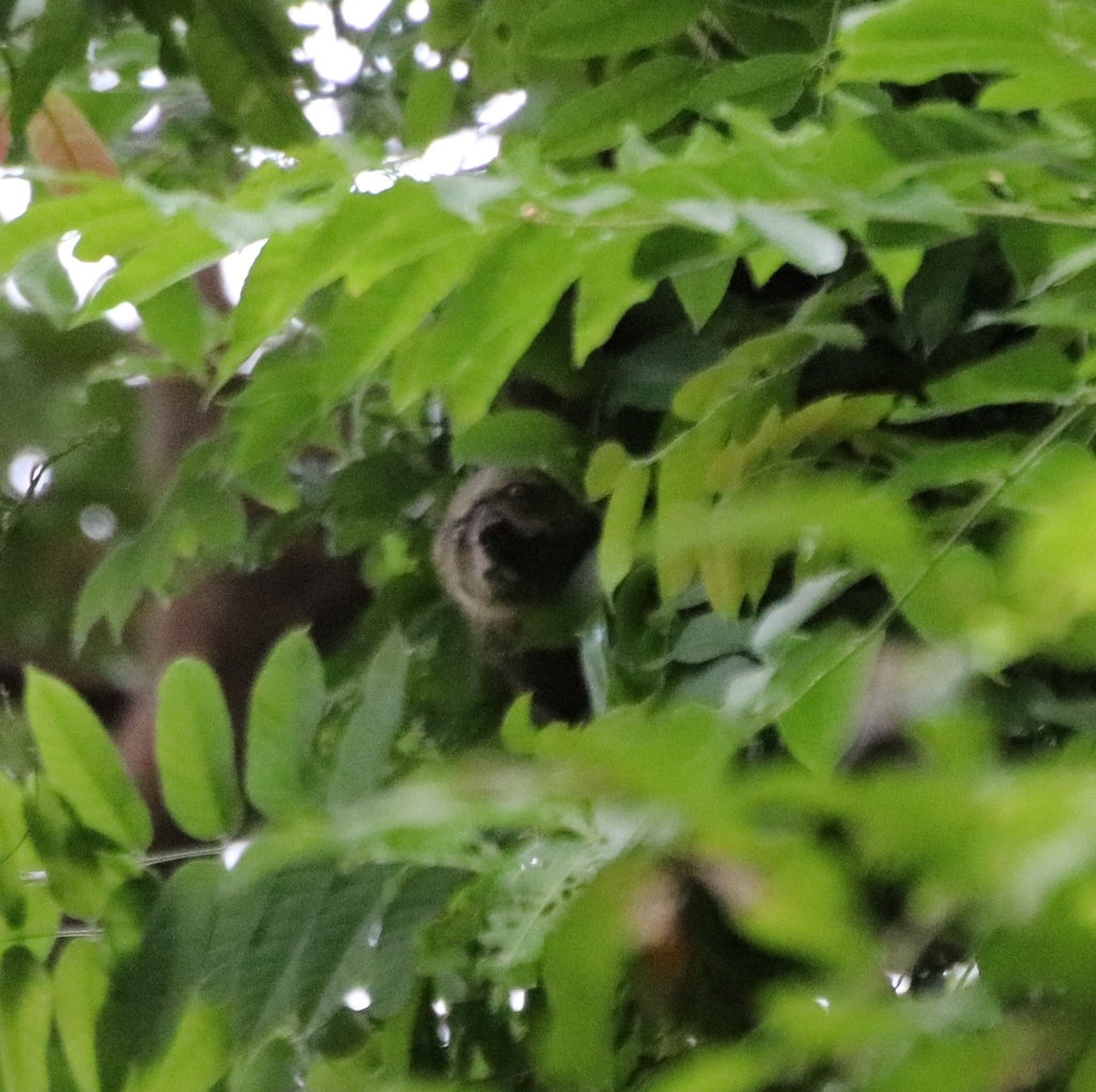 Common Bear Cuscus