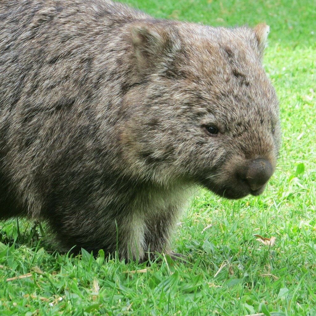Common Wombat