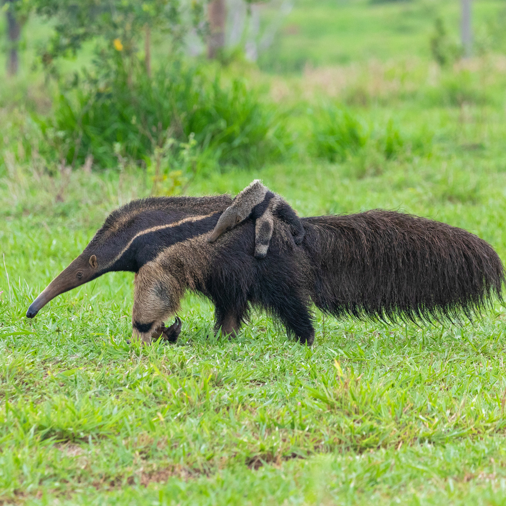 Giant Anteater