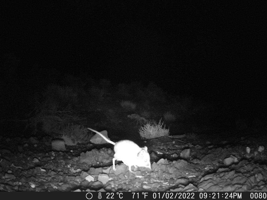 Karoo Round-eared Sengi