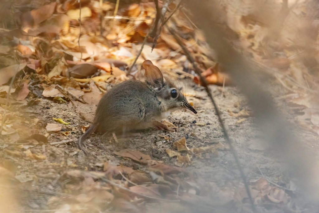 Four-toed Sengi