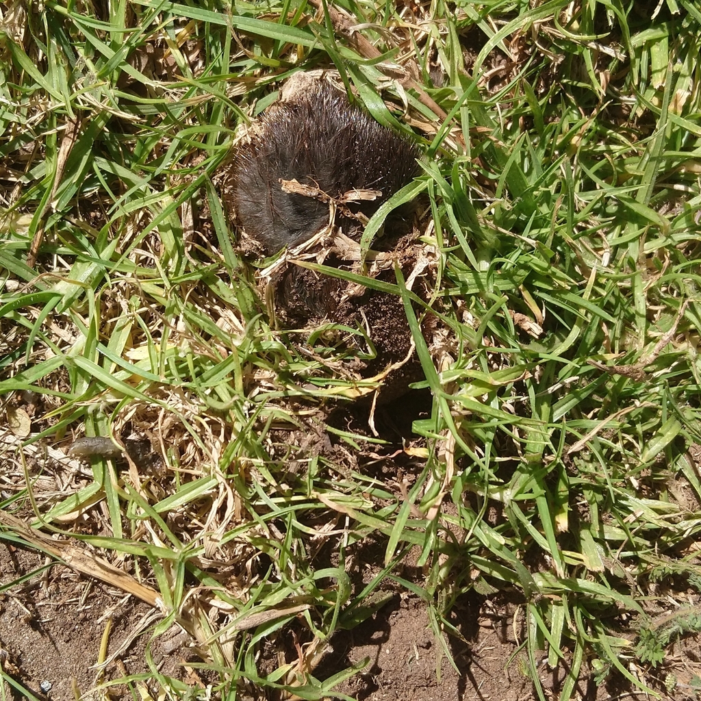 Hottentot Golden Mole