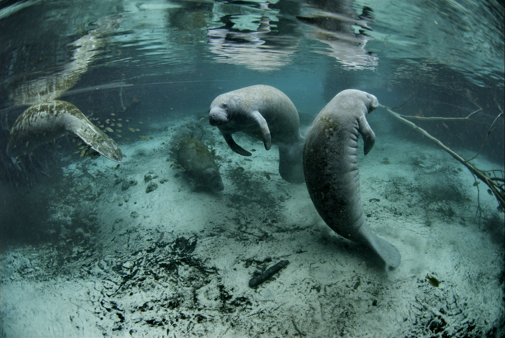 West Indian Manatee