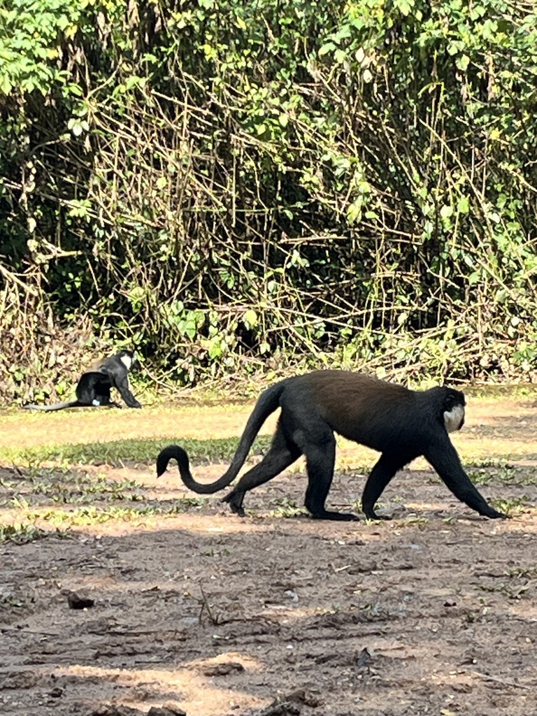 L'Hoest's Monkey