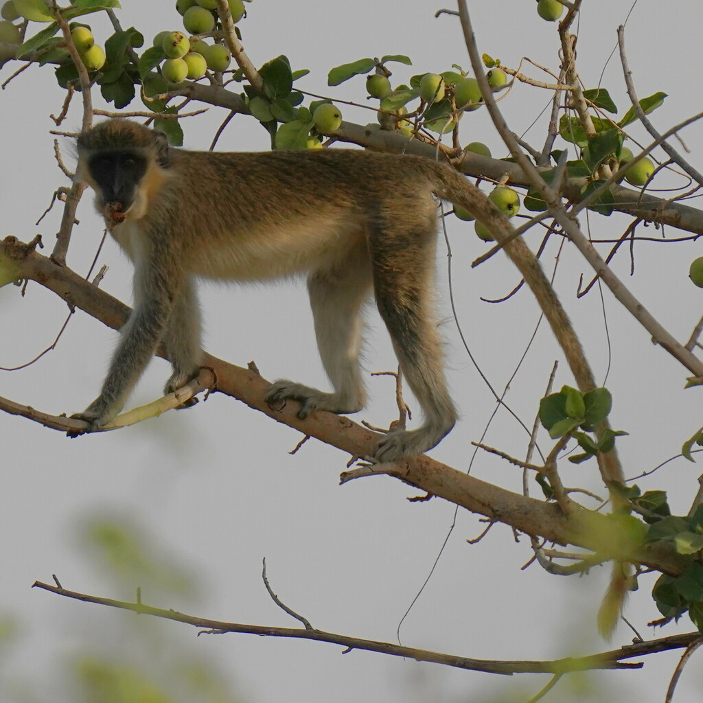 Green Monkey