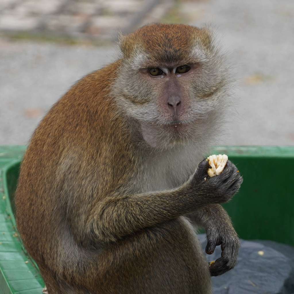 Long-tailed Macaque