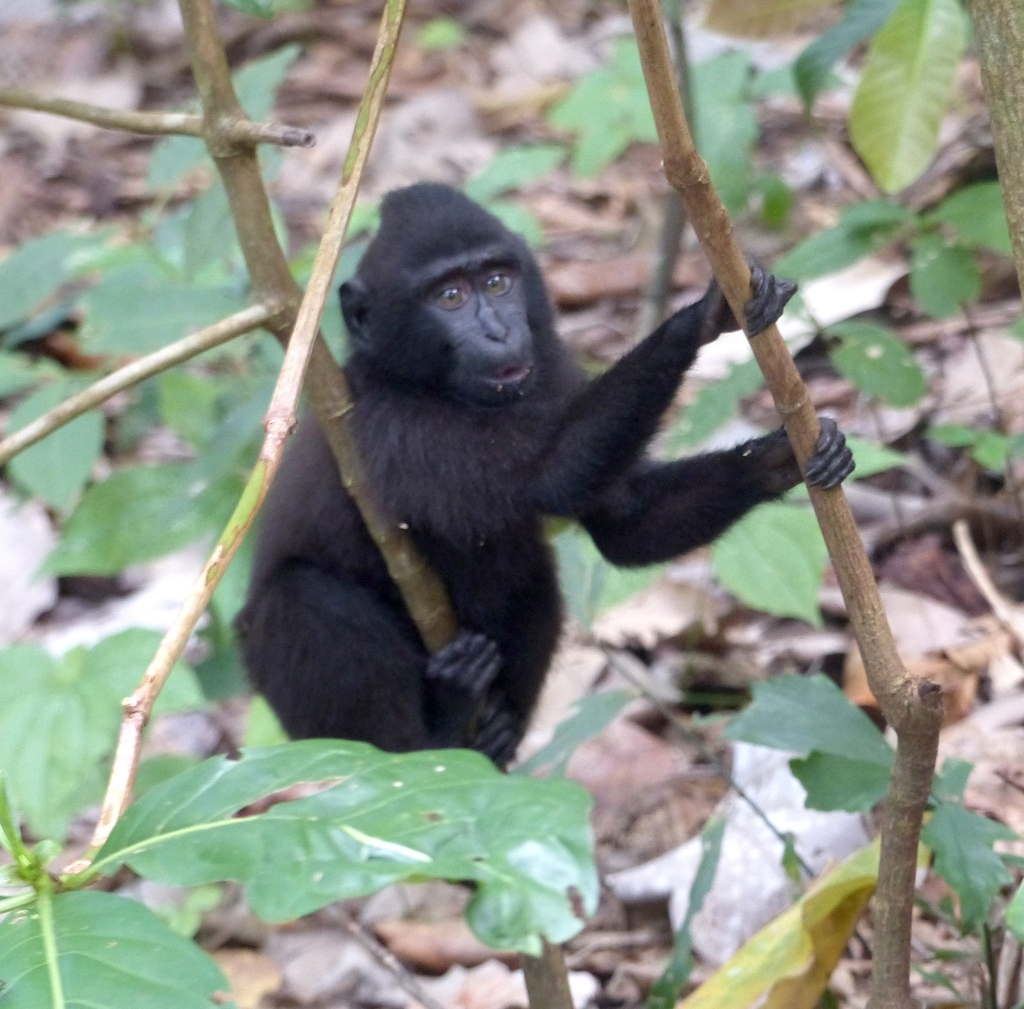 Crested Macaque