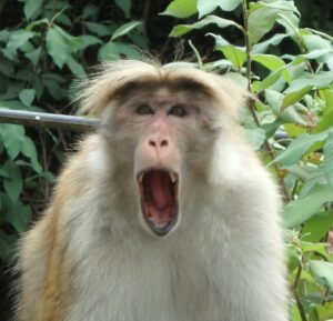 Macaca De Sri Lanka