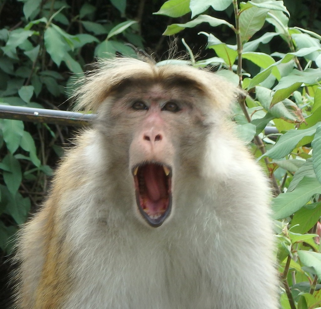Toque Macaque