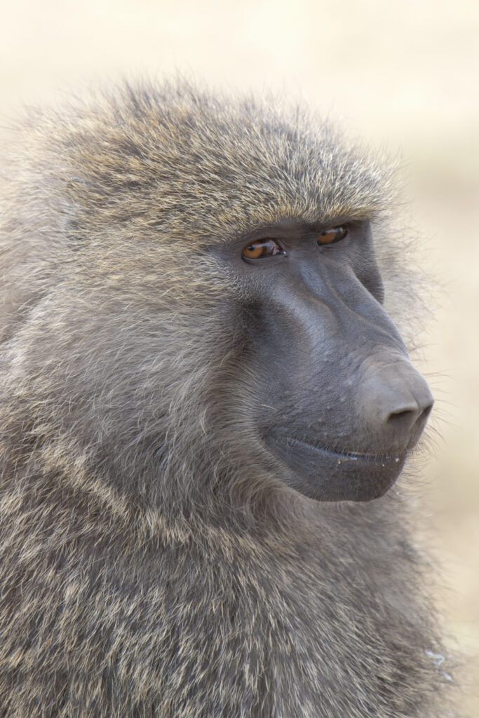 Guinea Baboon