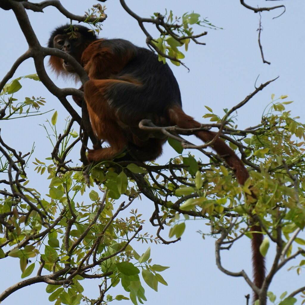 Upper Guinea Red Colobus