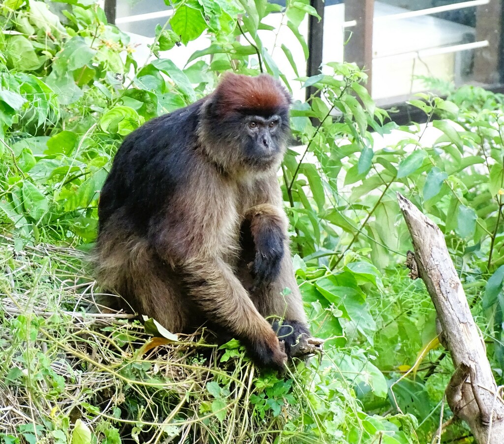 Ashy Red Colobus