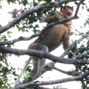 Nasalis larvatus caucota