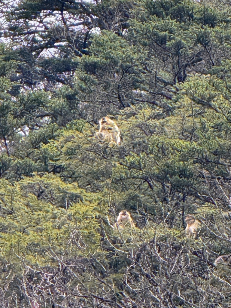Golden Snub-nosed Monkey