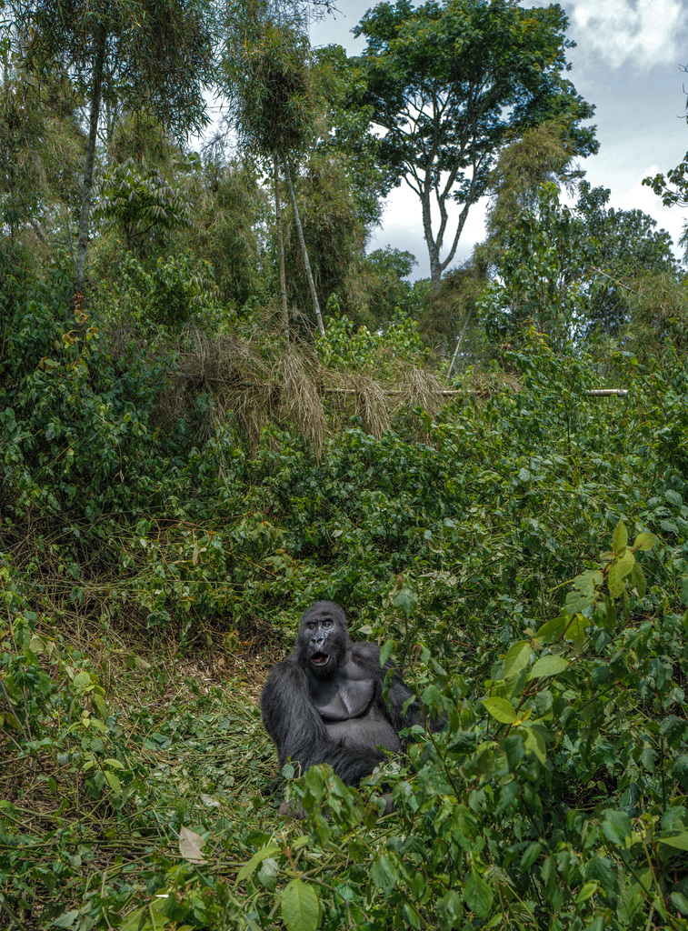 Eastern lowland Gorilla
