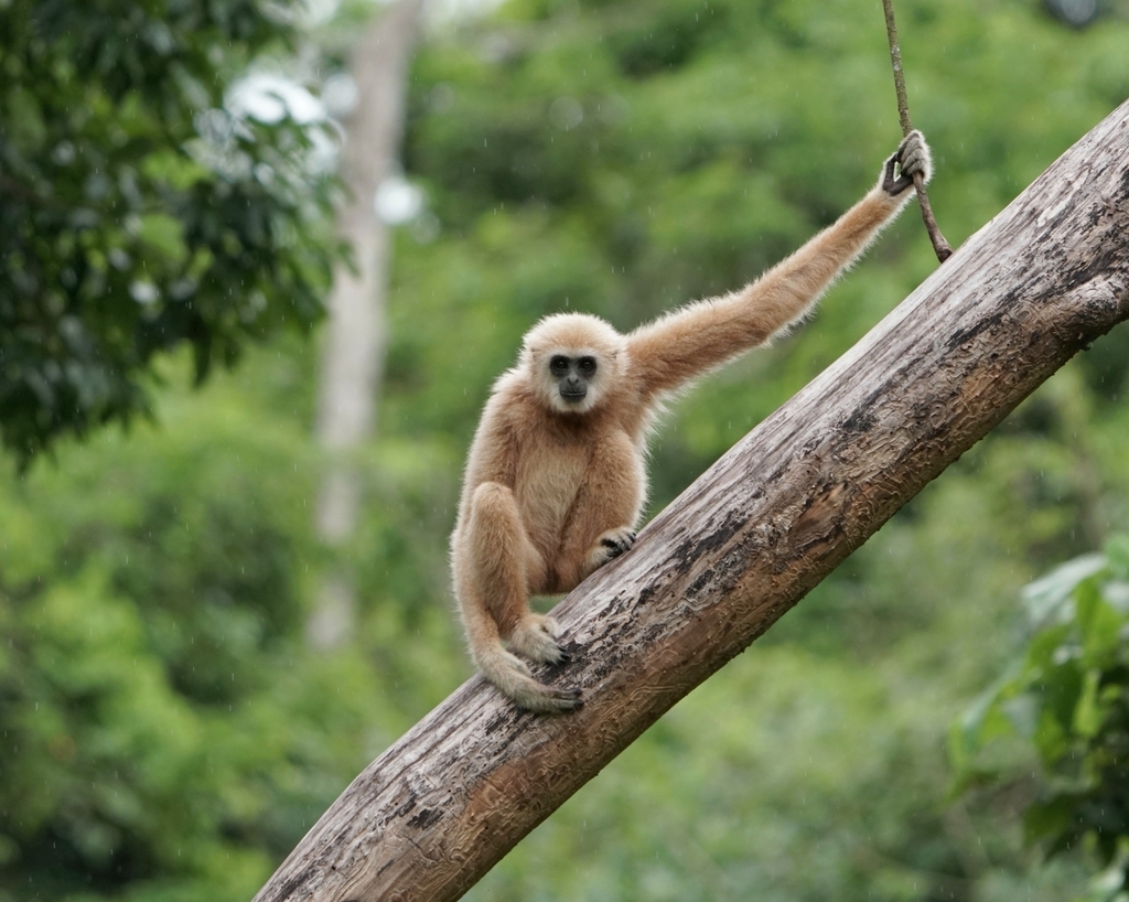 Lar Gibbon